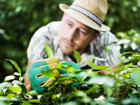 Weeding and mulching in a Wallington garden